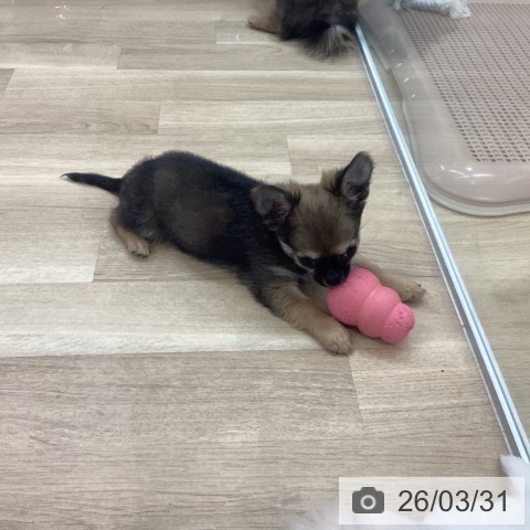 京都府のチワワ(ロング) (ペットプラス 久御山店/2026年1月18日生まれ/男の子/セーブルホワイト)の子犬の3枚目の画像