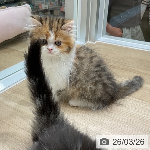 福岡県のラガマフィン (ペットプラス 香椎浜店/2026年1月4日生まれ/女の子/ブラウンパッチドタビーホワイト)の子猫の4枚目の画像