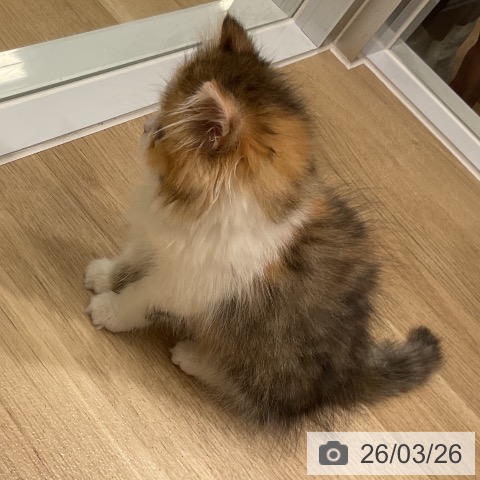 福岡県のラガマフィン (ペットプラス 香椎浜店/2026年1月4日生まれ/女の子/ブラウンパッチドタビーホワイト)の子猫の3枚目の画像