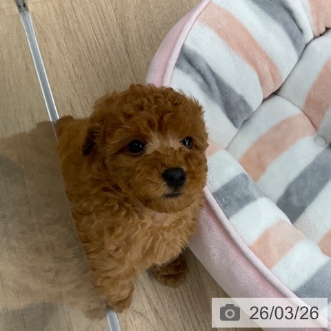 福岡県のトイプードル(トイ) (ペットプラス 春日店/2026年1月19日生まれ/女の子/レッド)の子犬の4枚目の画像