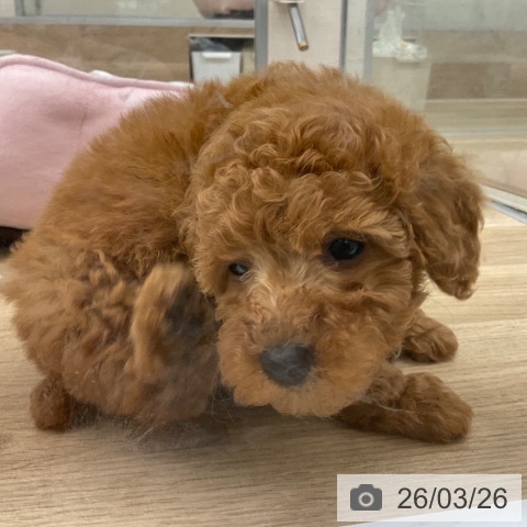 福岡県のトイプードル(トイ) (ペットプラス 春日店/2026年1月19日生まれ/女の子/レッド)の子犬の3枚目の画像