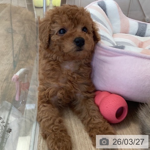 トイ・プードルの写真