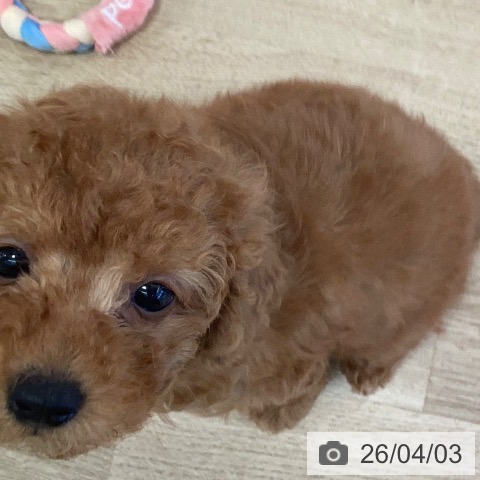 福岡県のトイプードル(トイ) (ペットプラス ららぽーと福岡店/2026年1月19日生まれ/女の子/レッド)の子犬の3枚目の画像