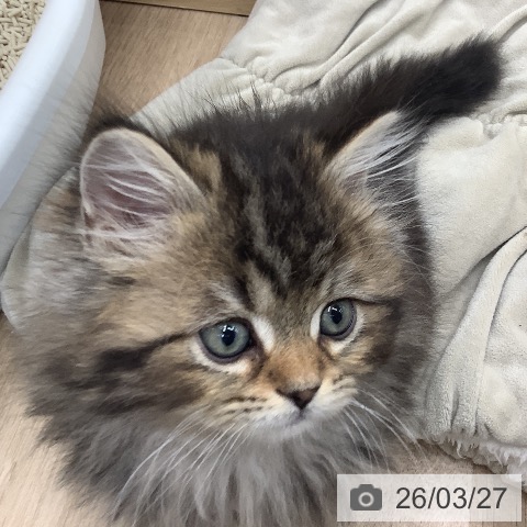 ラガマフィンの写真