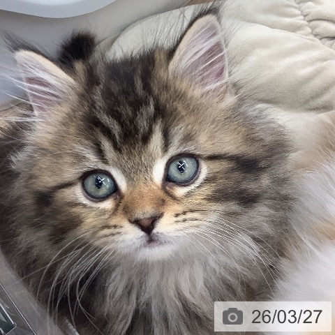 ラガマフィンの写真