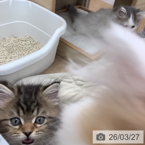 ラガマフィンの写真