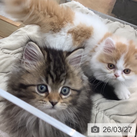 ラガマフィンの写真