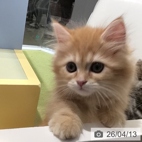 熊本県のラガマフィン (ペットプラス 熊本店/2026年1月19日生まれ/女の子/レッドタビーホワイト)の子猫の3枚目の画像