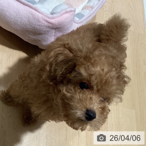 鹿児島県のトイプードル(トイ) (ペットプラス 姶良店/2026年1月20日生まれ/男の子/アプリコット)の子犬の4枚目の画像