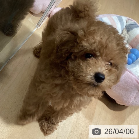 鹿児島県のトイプードル(トイ) (ペットプラス 姶良店/2026年1月20日生まれ/男の子/アプリコット)の子犬の3枚目の画像