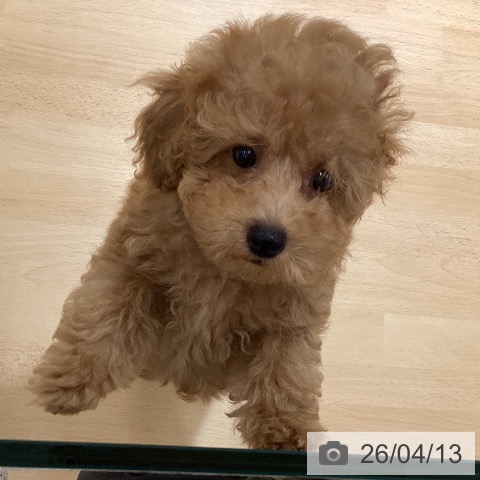 鹿児島県のトイプードル(トイ) (ペットプラス 姶良店/2026年1月20日生まれ/男の子/アプリコット)の子犬の4枚目の画像