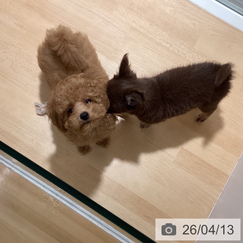 鹿児島県のトイプードル(トイ) (ペットプラス 姶良店/2026年1月20日生まれ/男の子/アプリコット)の子犬の3枚目の画像