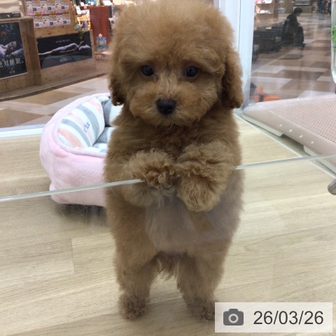 宮崎県のトイプードル(トイ) (ペットプラス 宮崎店/2026年1月20日生まれ/男の子/アプリコット)の子犬の4枚目の画像