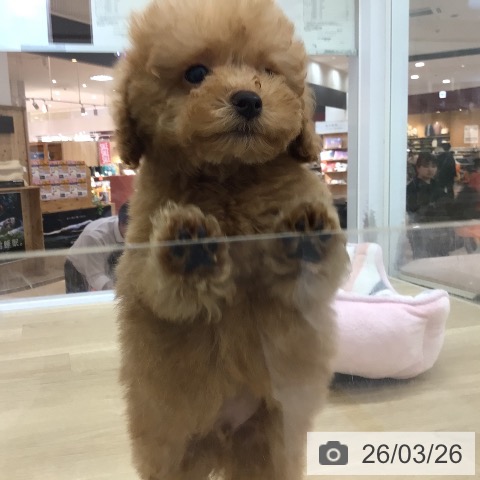 宮崎県のトイプードル(トイ) (ペットプラス 宮崎店/2026年1月20日生まれ/男の子/アプリコット)の子犬の3枚目の画像