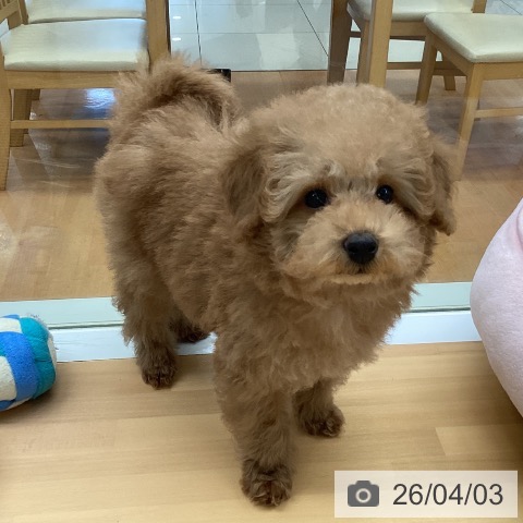 福岡県のトイプードル(トイ) (ペットプラス 黒崎店/2026年1月20日生まれ/女の子/アプリコット)の子犬の4枚目の画像