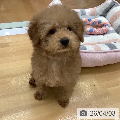 福岡県のトイプードル(トイ) (ペットプラス 黒崎店/2026年1月20日生まれ/女の子/アプリコット)の子犬の3枚目の画像