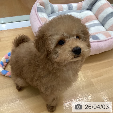 福岡県のトイプードル(トイ) (ペットプラス 黒崎店/2026年1月20日生まれ/女の子/アプリコット)の子犬の4枚目の画像