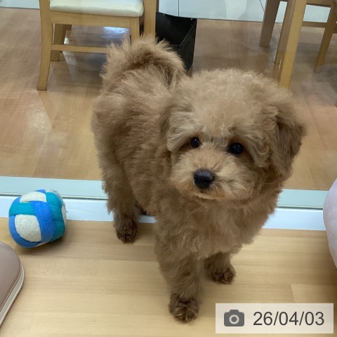 福岡県のトイプードル(トイ) (ペットプラス 黒崎店/2026年1月20日生まれ/女の子/アプリコット)の子犬の3枚目の画像