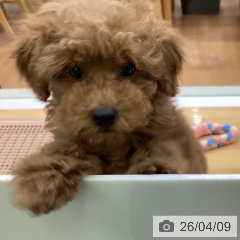 福岡県のトイプードル(トイ) (ペットプラス 黒崎店/2026年1月20日生まれ/女の子/アプリコット)の子犬の3枚目の画像