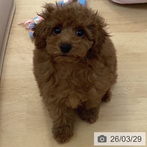 トイ・プードルの写真