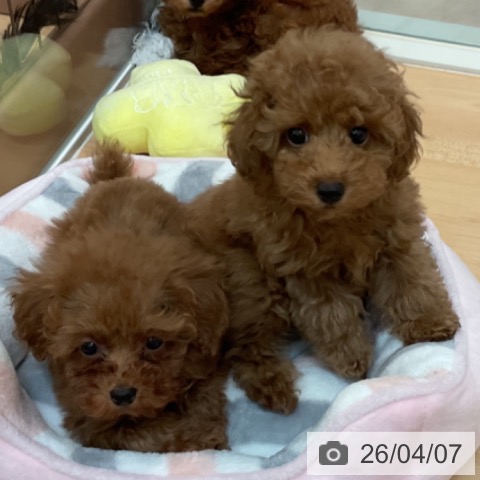 トイ・プードルの写真