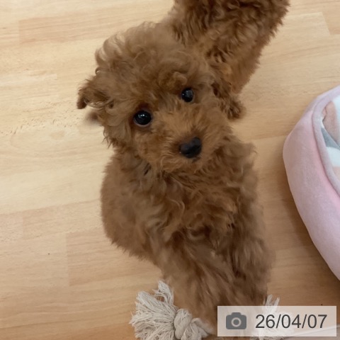 福岡県のトイプードル(トイ) (ペットプラス 福岡伊都店/2026年1月20日生まれ/女の子/アプリコット)の子犬の4枚目の画像