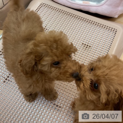 福岡県のトイプードル(トイ) (ペットプラス 福岡伊都店/2026年1月20日生まれ/女の子/アプリコット)の子犬の3枚目の画像