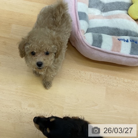 トイ・プードルの写真