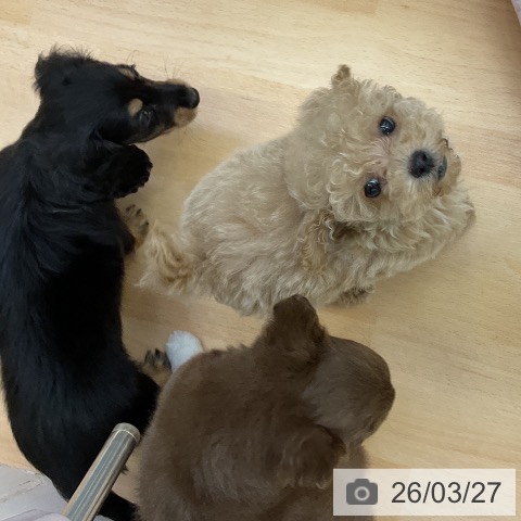 トイ・プードルの写真