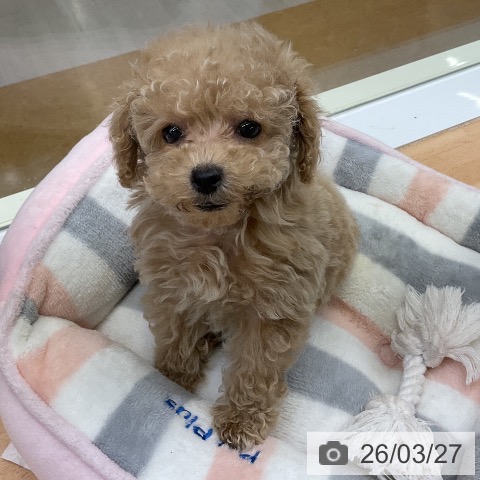 トイ・プードルの写真