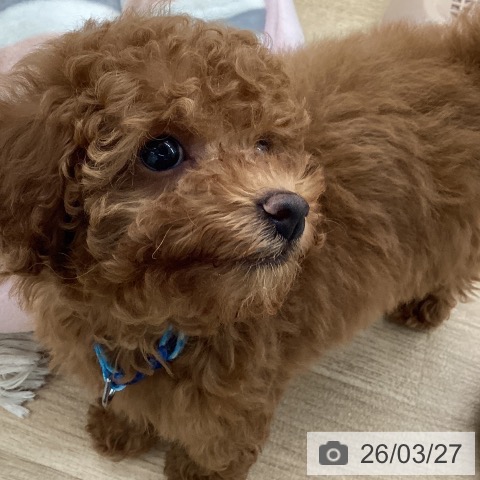 トイ・プードルの写真