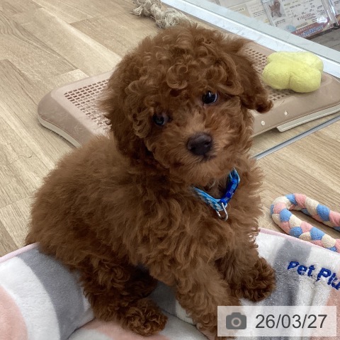 トイ・プードルの写真