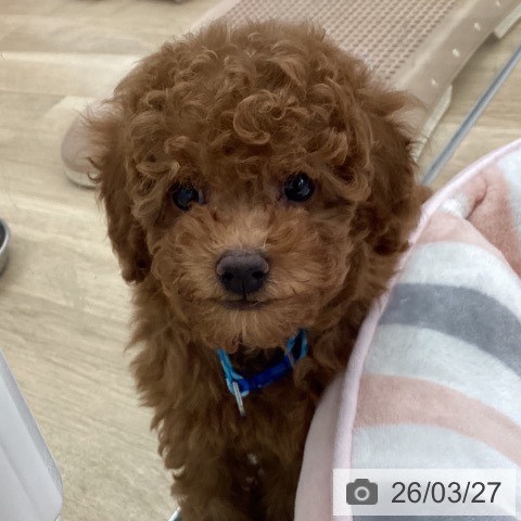 トイ・プードルの写真