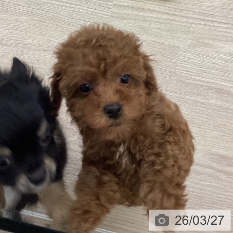 長崎県のトイプードル(トイ) (ペットプラス 長崎店/2026年1月22日生まれ/男の子/アプリコット)の子犬の4枚目の画像