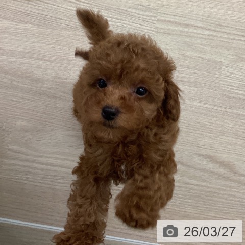 長崎県のトイプードル(トイ) (ペットプラス 長崎店/2026年1月22日生まれ/男の子/アプリコット)の子犬の3枚目の画像