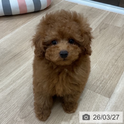 福岡県のトイプードル(トイ) (ペットプラス 八幡東店/2026年1月22日生まれ/男の子/アプリコット)の子犬の4枚目の画像