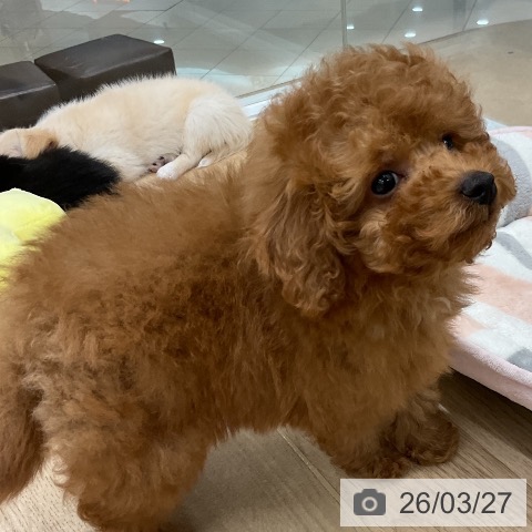 福岡県のトイプードル(トイ) (ペットプラス 八幡東店/2026年1月22日生まれ/男の子/アプリコット)の子犬の3枚目の画像