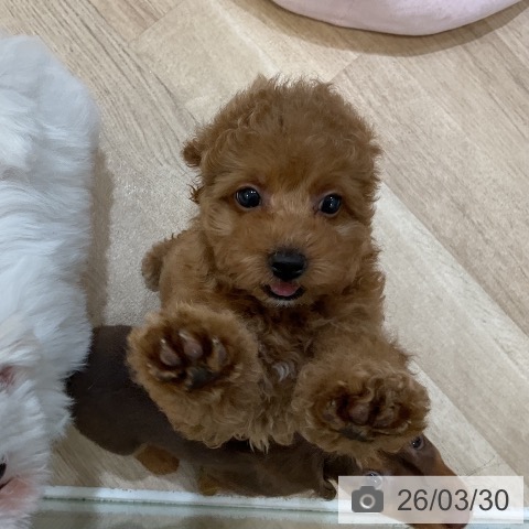 福岡県のトイプードル(トイ) (ペットプラス 香椎浜店/2026年1月22日生まれ/女の子/アプリコット)の子犬の4枚目の画像