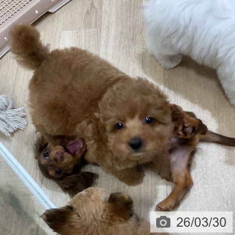 福岡県のトイプードル(トイ) (ペットプラス 香椎浜店/2026年1月22日生まれ/女の子/アプリコット)の子犬の3枚目の画像