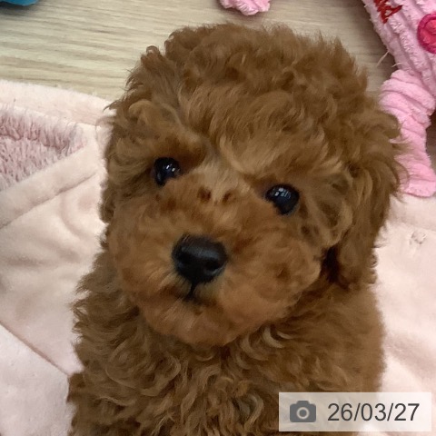 トイ・プードルの写真