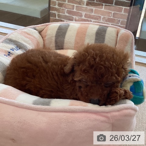 トイ・プードルの写真