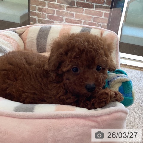 トイ・プードルの写真