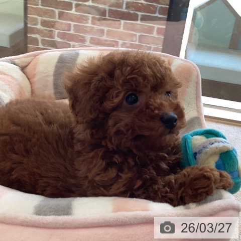 トイ・プードルの写真