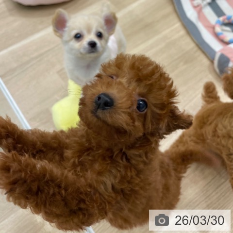 福岡県のトイプードル(トイ) (ペットプラス 八幡東店/2026年1月20日生まれ/男の子/レッド)の子犬の4枚目の画像