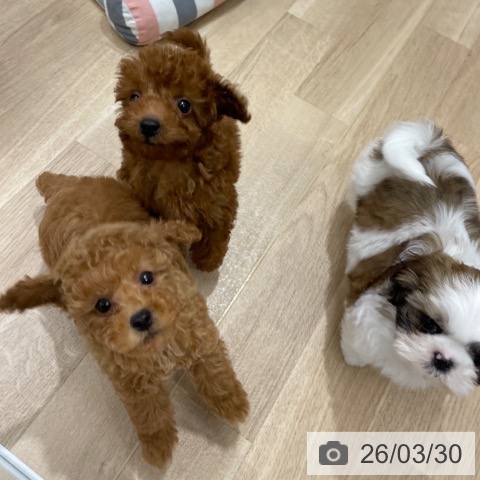 福岡県のトイプードル(トイ) (ペットプラス 八幡東店/2026年1月20日生まれ/男の子/レッド)の子犬の3枚目の画像