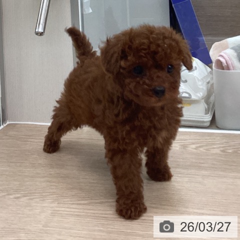 長崎県のトイプードル(トイ) (ペットプラス 長崎店/2026年1月20日生まれ/女の子/レッド)の子犬の4枚目の画像