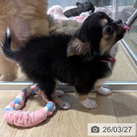 大阪府のチワワ(ロング) (ペットプラス イオン大日店/2026年1月15日生まれ/女の子/ブラックタンホワイト)の子犬の4枚目の画像