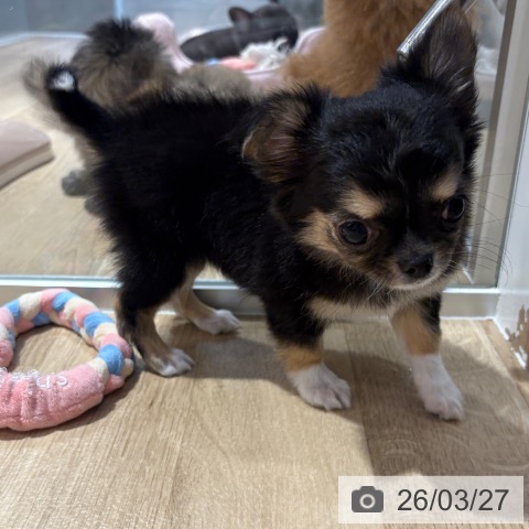 大阪府のチワワ(ロング) (ペットプラス イオン大日店/2026年1月15日生まれ/女の子/ブラックタンホワイト)の子犬の3枚目の画像