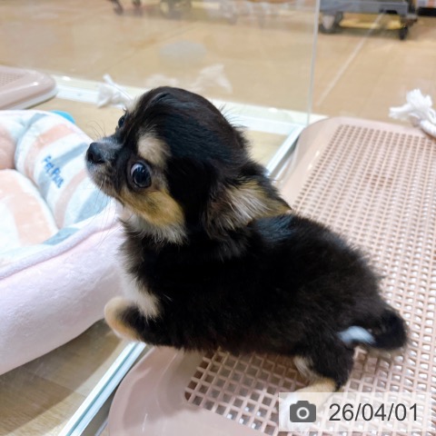 大阪府のチワワ(ロング) (ペットプラス イオン大日店/2026年1月15日生まれ/女の子/ブラックタンホワイト)の子犬の4枚目の画像