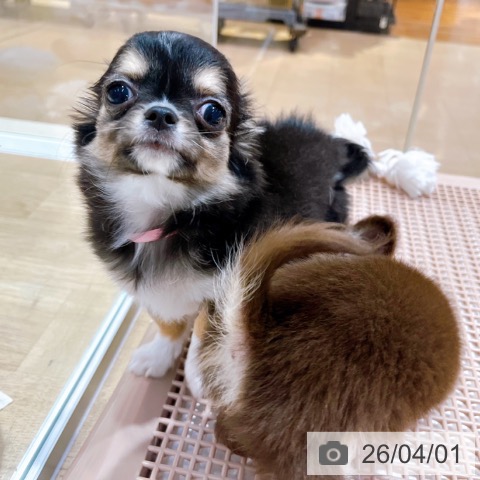 大阪府のチワワ(ロング) (ペットプラス イオン大日店/2026年1月15日生まれ/女の子/ブラックタンホワイト)の子犬の3枚目の画像